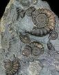 Ammonite Fossil Slab - Marston Magna Marble #63504-1